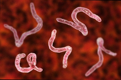 Achat Zentel anti parasite medicine